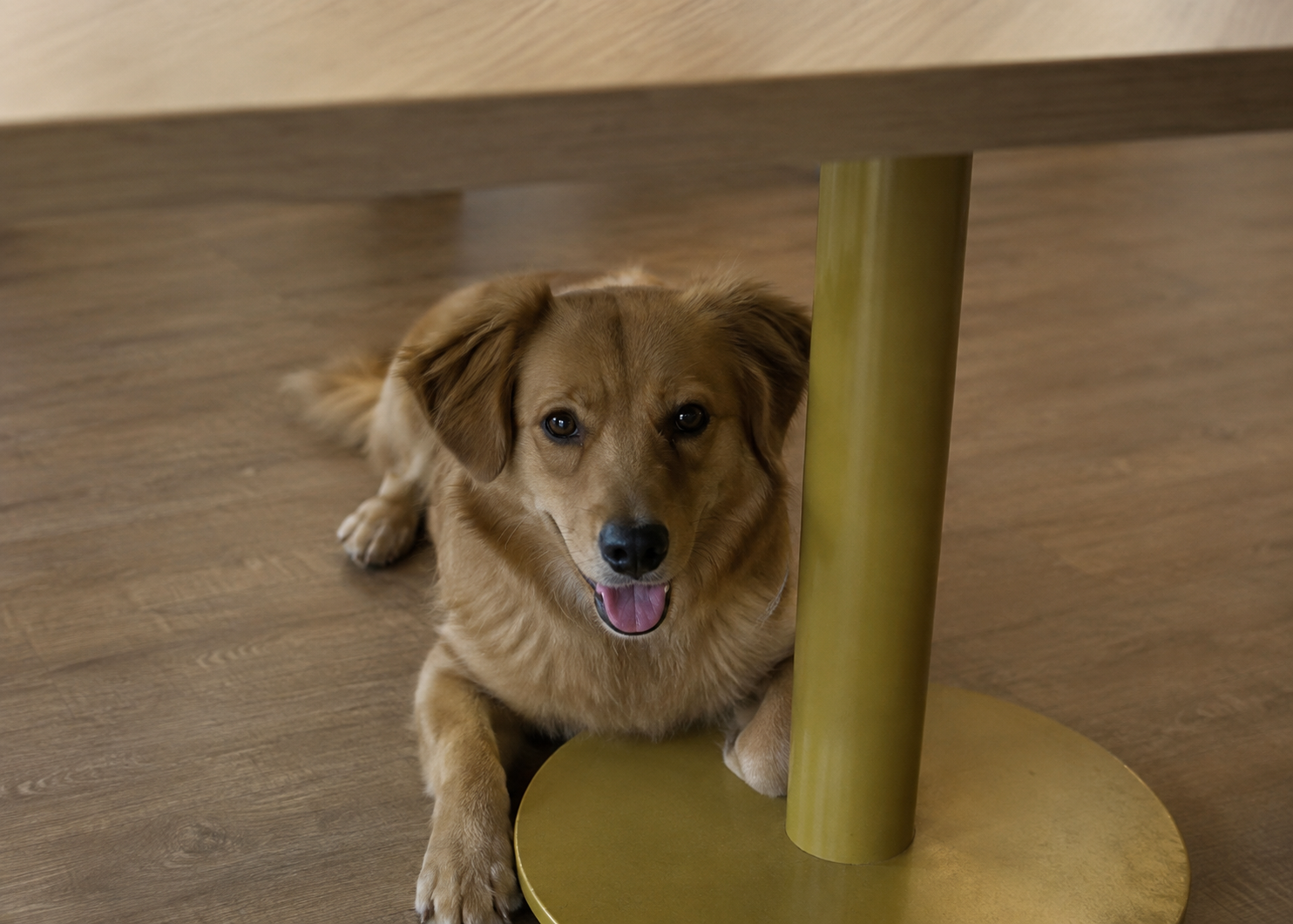 A Dog Friendly Guide to Coonoor & Ooty: Discover XIN — Xin Journal