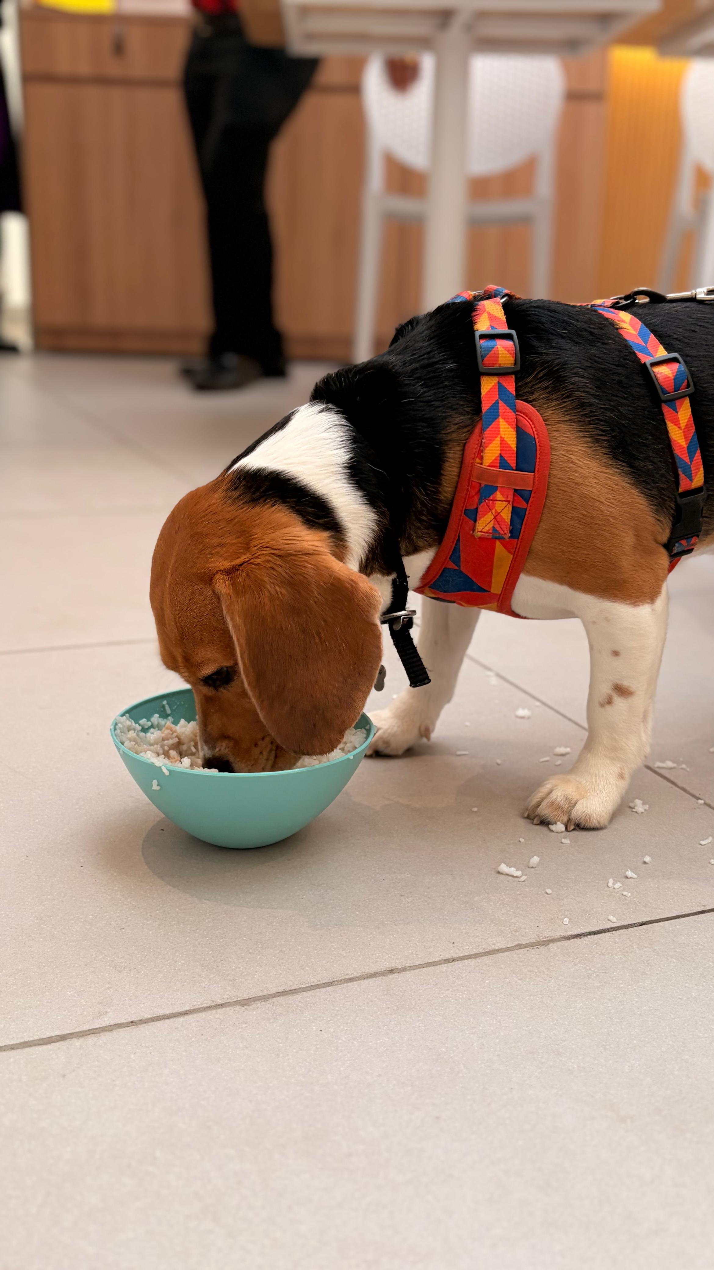 A image of a dog eating a dish from the dog menu at the pet friendly Xin restaurant in Bangalore with it's pet parents .