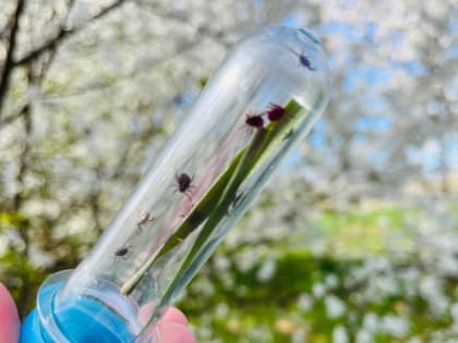 Двое нижегородцев заболели вирусным энцефалитом, выпив козьего молока