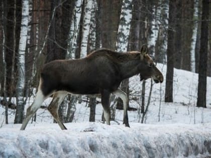 Арзамасский браконьер предстанет перед судом за убийство лося