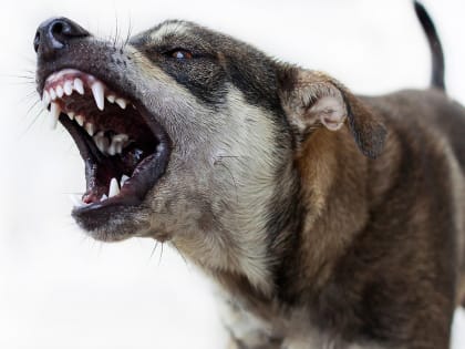 Опасное бешенство