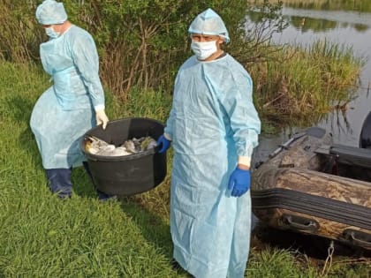 В Нижегородской области ограничили распространение птичьего гриппа