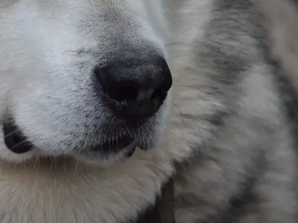 В полиции приняли решение после жутких нападений на нижегородцев