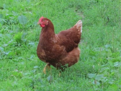 Нижегородская птицефабрика отстреливает диких птиц из-за инфекции