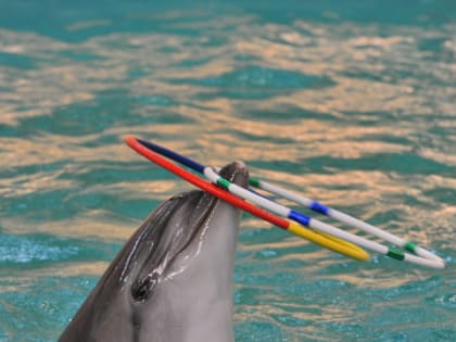 Эколог обозначил риски при строительстве океанариума на Гребном канале