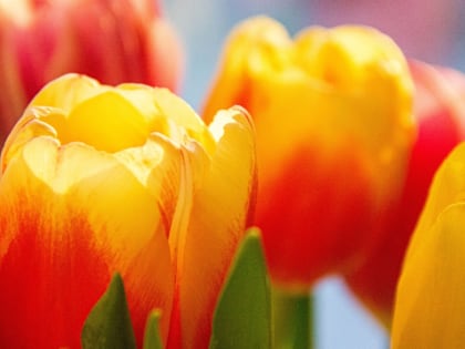 В Нижнем Новгороде высадят 216 цветников из однолетних растений