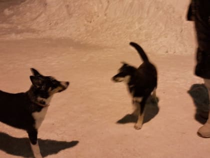 В Нижегородской области домашняя собака заразилась опасной для человека болезнью