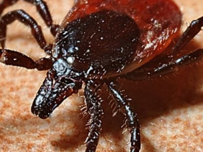 Клещи все еще нападают на нижегородцев из-за теплой осени