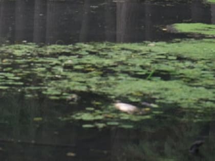 На реке Сатис зафиксирована значительная течь воды