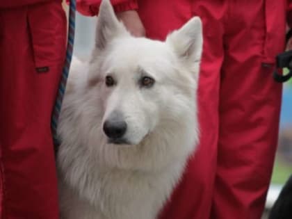 Праздник «Новогодний кинолог 2023» состоится в Зооцентре «Надежда» 5 января