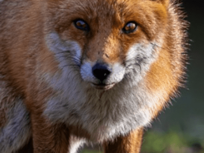 25 случаев бешенства животных выявлено в Нижегородской области с начала года