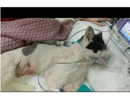 Проткнутого палкой кота спасают в Нижнем Новгороде