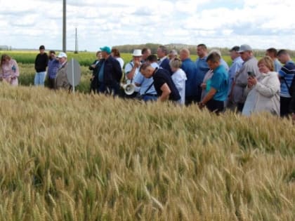 Новый сорт пшеницы вывели к юбилею Пушкина в Нижегородской области