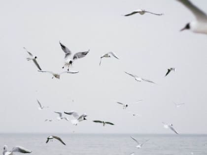 Вспышку птичьего гриппа купируют под Дзержинском