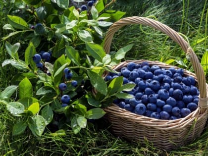 Вдохновение.