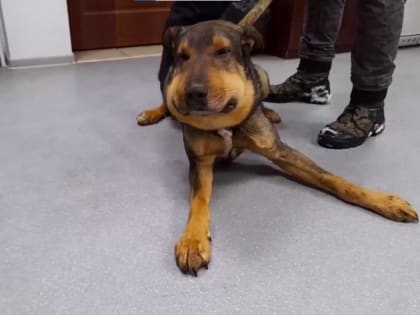 Собаку с перетянутой шеей спасли в Гидроторфе