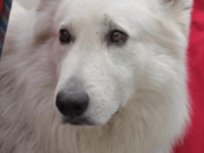 Детский праздник «Новогодний кинолог 2023» проведут в Нижнем Новгороде