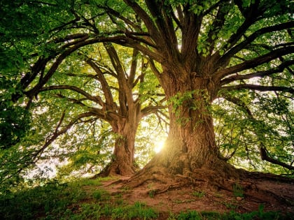 16 мил­ли­о­нов де­ре­вьев по­са­ди­ли в Ни­же­го­род­ской об­ла­сти