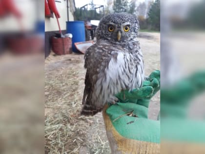 Нижегородцы рассказали о нашествии сов