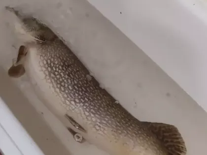 Еле поместилась в ванну. Нижегородец показал гигантскую рыбу