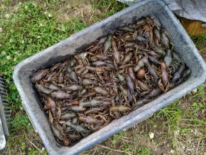 Нижегородскому браконьеру грозят два года лишения свободы за полтысячи раков