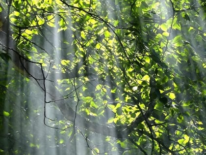 Судьба северного парка не решена