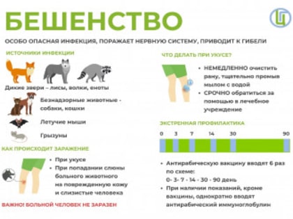 Памятка населению по профилактике бешенства