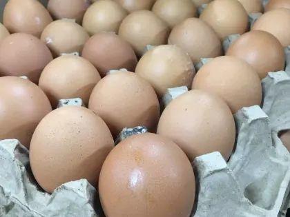 Сеймовская птицефабрика сообщает о новых достижениях