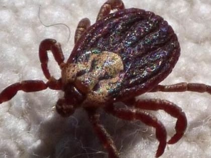 Клещи покусали людей в двух районах Нижегородской области