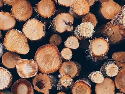 Лесничего обвинили в незаконной вырубке леса на 10,5 млн рублей в Семеновском округе