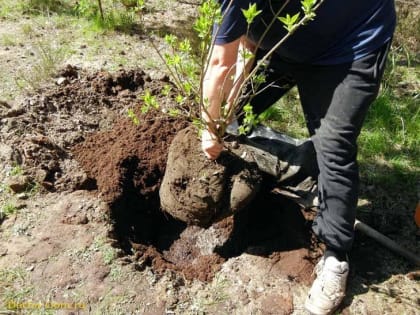 Городские озеленительные мероприятия 2024 года