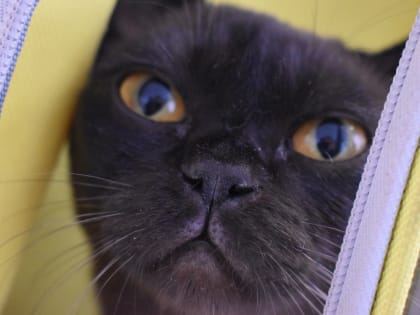 Бурманские кошки на Звездинке, 5