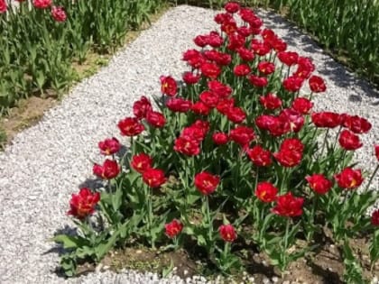 Новый сквер создадут на Автозаводе в Нижнем Новгороде в 2024 году