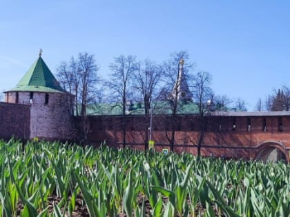 Цветники посадят на площади более чем в 30 тысяч «квадратов» в Нижнем Новгороде
