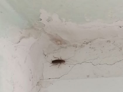 Ученики школы №11 в Балахне пожаловались на тараканов в туалетах