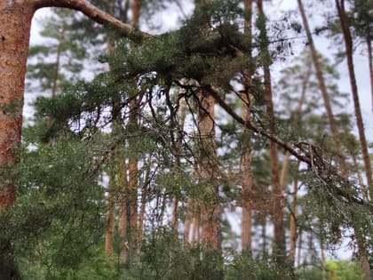 Известный нижегородец похвастался уловом с тихой охоты