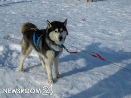 Подрядчиков обяжут пополнять дог-пакеты в общественных пространствах Нижнего Новгорода