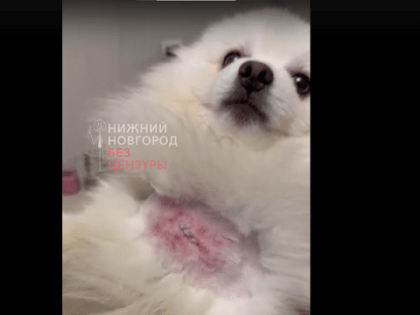 Бездомный пес накинулся на девушку с питомцем в здании нижегородского вокзала