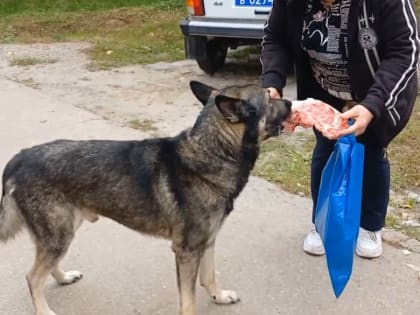 Екатерина Мизулина заинтересовалась живодером, избившим собаку в Нижнем Новгороде