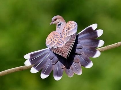 Кто желает видеть Господа внутри себя