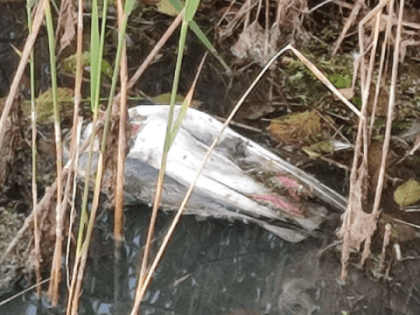 Очаг птичьего гриппа не выявили на озере Тосканка в Павловском районе