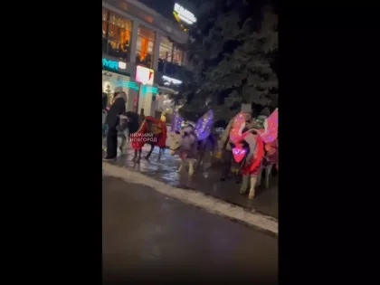 «Издевательство!» Нижегородцы возмутились из-за замерзающих животных