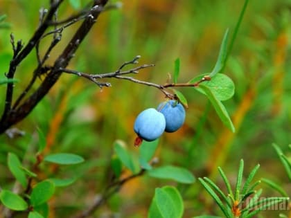Цитаты преподобного Амвросия Оптинского.