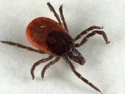 Обнаружен первый в 2023 году энцефалитный клещ в Нижегородской области