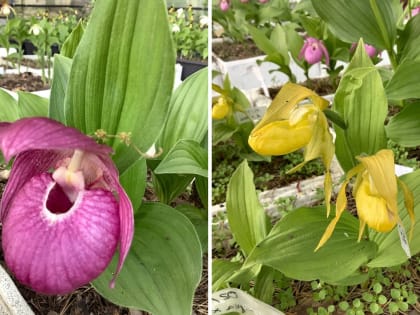 Циприпедиум изучат в Нижнем Новгороде