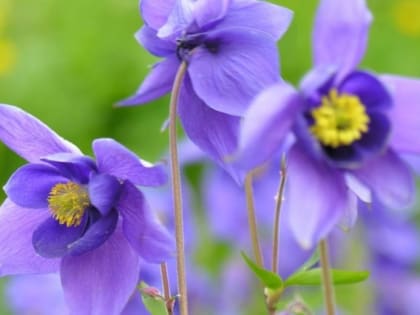 Двойное триединство человека