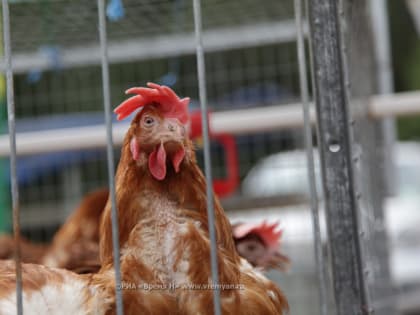 Карантин по птичьему гриппу снят в Нижегородской области