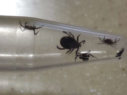 6800 нижегородцев обратились к медикам из-за укусов клещей