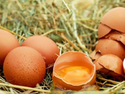 В Нижегородской области удастся избежать дефицита яиц