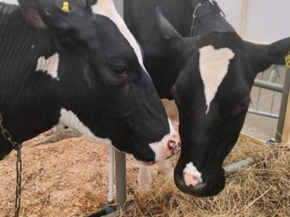 Собираемся на «Агростартапе»